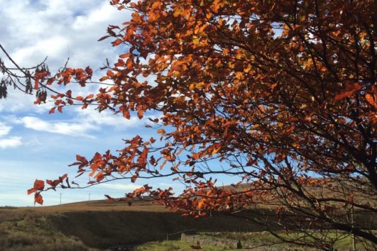 Tree - The Garsdale Retreat
